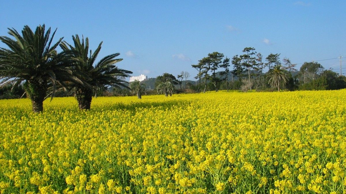 油菜花祭