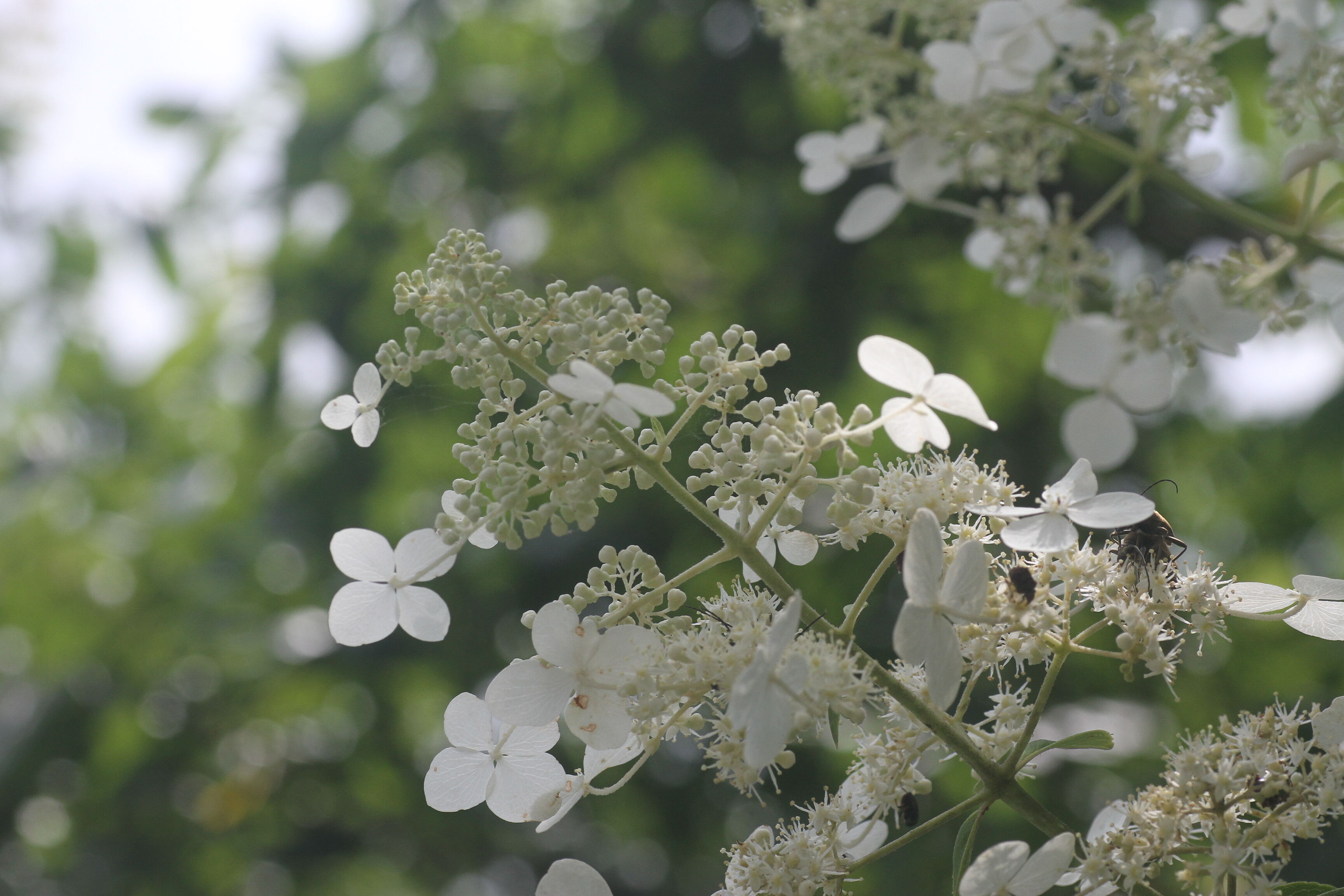 きららの森を知ろう観察会（春編）