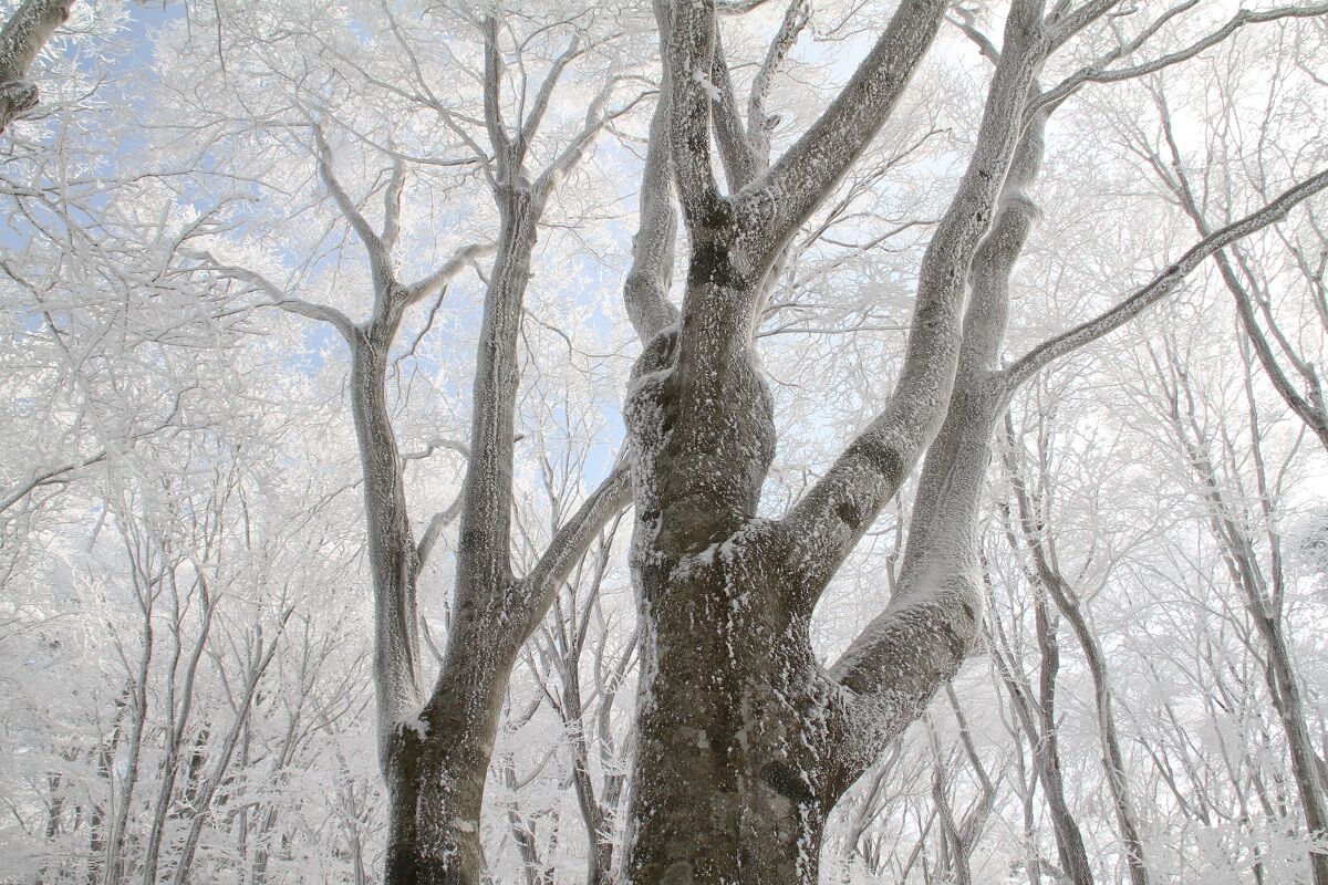 面の木園地３