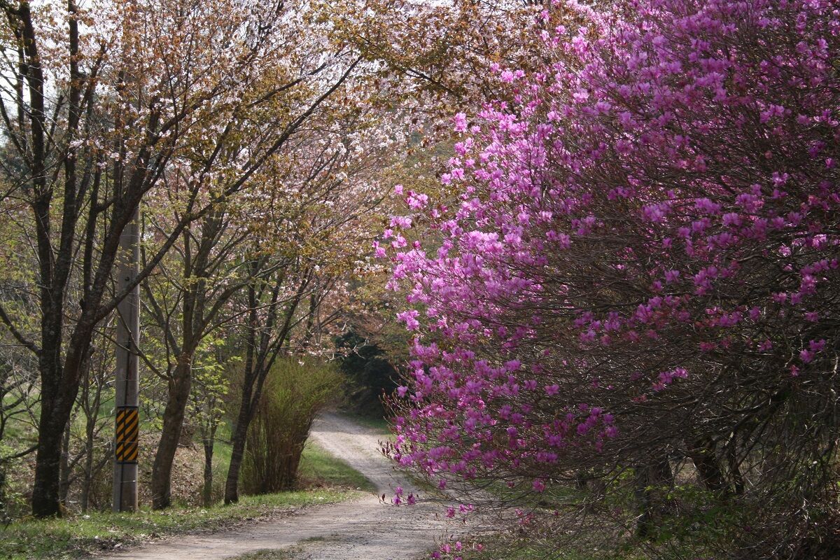 面の木園地４