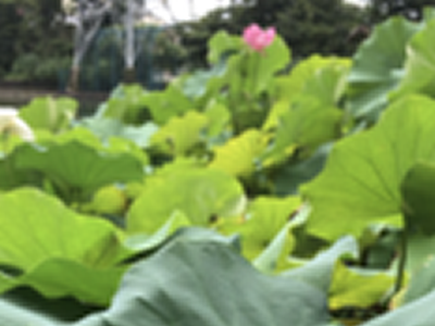 ボート池のはすの花