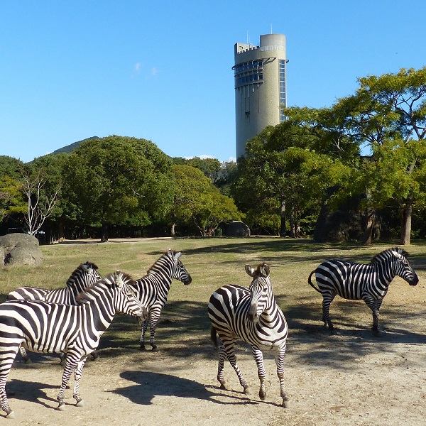 シマウマと展望塔