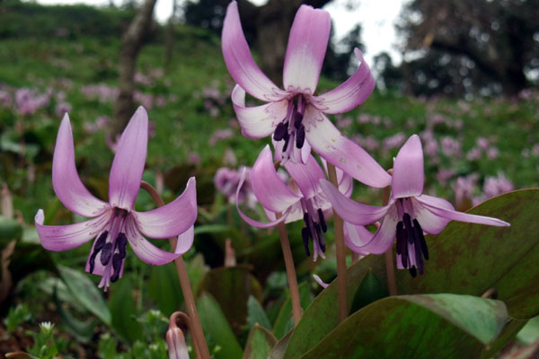 カタクリの花