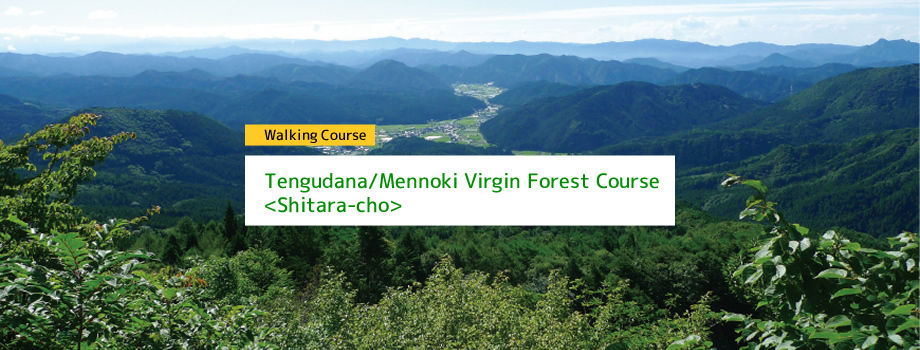 Tengudana/Mennoki Virgin Forest Course 