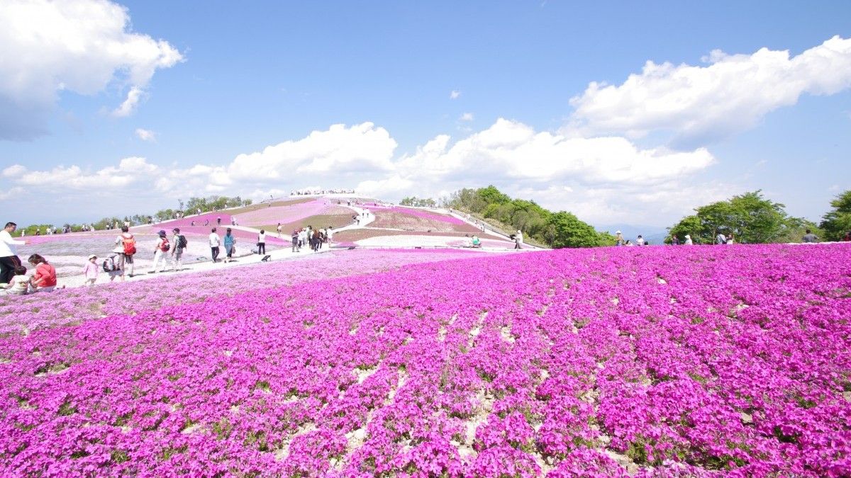 芝桜の丘