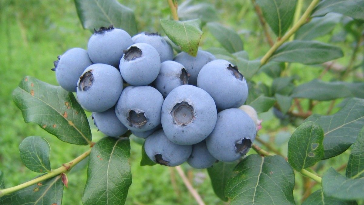 Blueberries