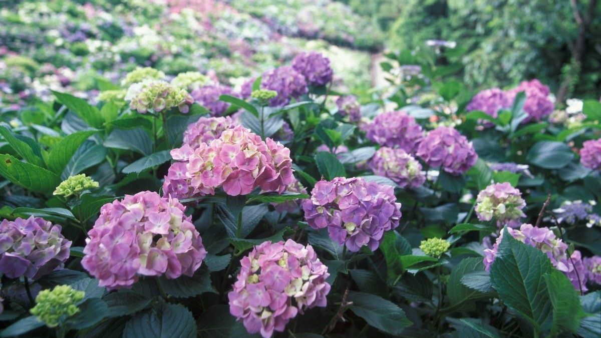 Ajisaino Sato Hydrangea Village