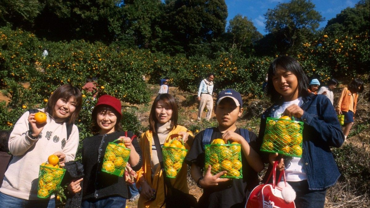 Mandarin Orange Picking