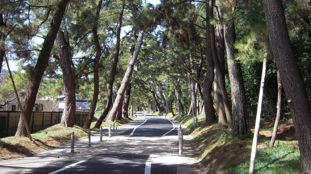 Goyuno Matsunamiki Row of Trees