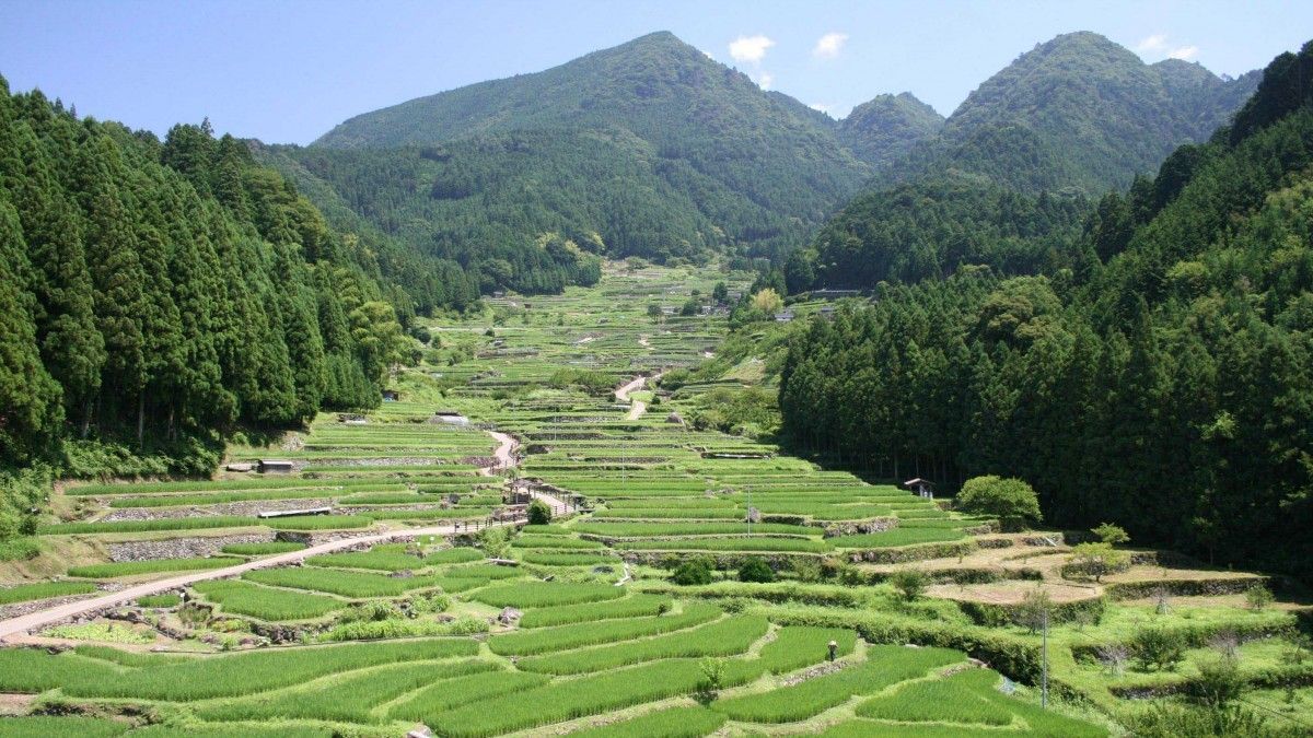 Yotsuya Senmaida Terraced Rice Fields